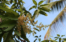 Close Up Of A Mango Tree Branch Tip Full With Mango Flowers And Green Leaves