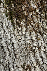 tree bark close-up