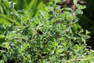 Naklejka na meble Marjoran im Garten