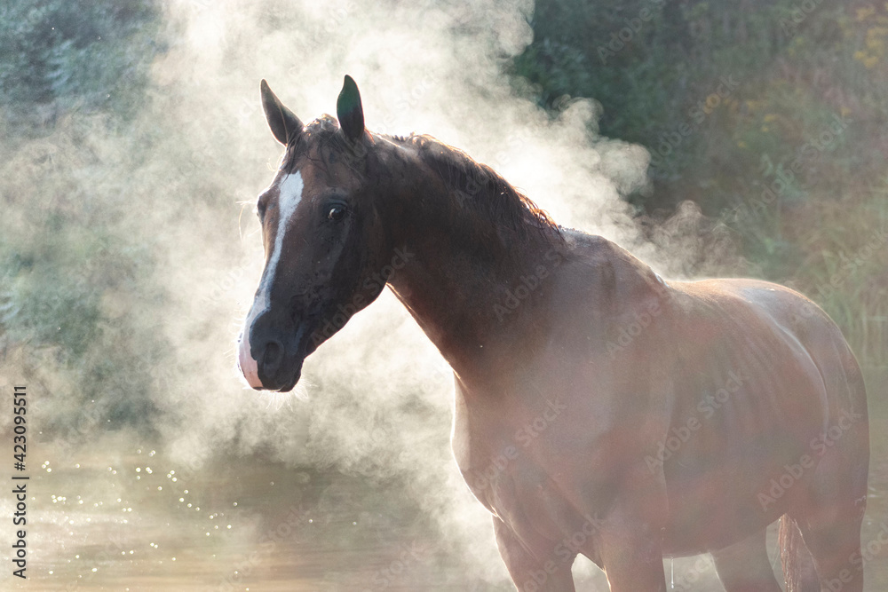 Chestnut don breed young stallion with instanding free in the hot ...