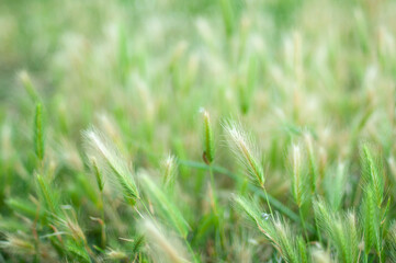 Green and yellow field at sunset.