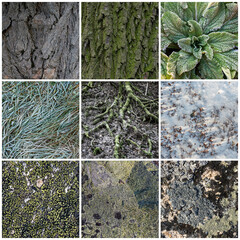 Wall Mural - Set of natural textures. Nature objects close-up: trunks and bark of trees, foliage of plants, surface of stones, grass and lichen, hoarfrost and snow. Backgrounds collection for design.