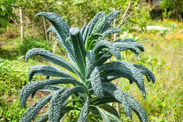 Wall Mural - Tuscan black Kale - Organic cultivation