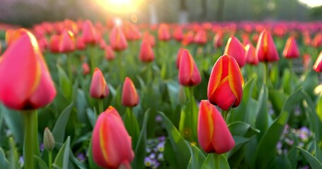 Fotomurales - Field of Colorful Orange and Red Tulips