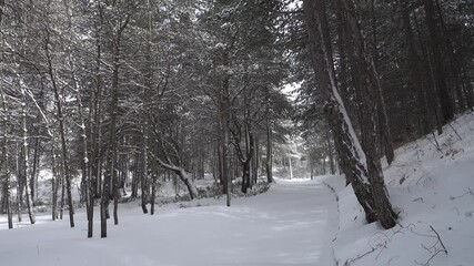 Wall Mural - winter walk in Sicily through pine forest on snow covered path of Etna Park  (panning) 