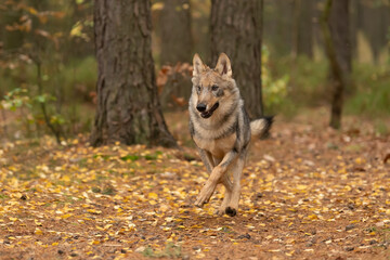  Lone wolf (Canis lupus) running in autumn forest Czech Republic
