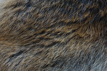 Fur 1