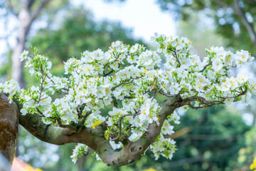 Wall Mural - White apricot flowers bonsai tree blooming fragrant petals signaling spring has come, this is the symbolic flower for good luck in 2021