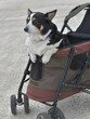 Black corgi dog on a dog cart