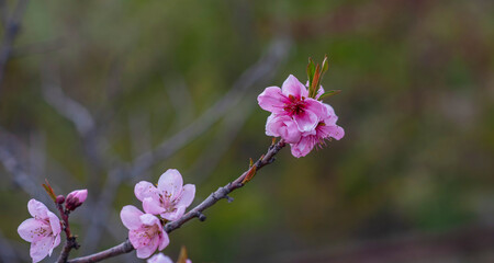 Sweet Cherry blossoms of warm spring. Fresh green tree leaves. Beautiful Japanese ornamental cherries in pink in close-up. Natural background.