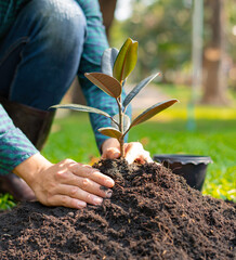 Men are planting trees in the World Tree Planting Project, planting trees for good weather. And replaces the trees that have been cut down, the concept of fertile ecology