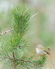Fototapete - Ein Wintergoldhähnchen auf einem Zweig.
