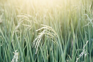 Rice fields ready for harvest.