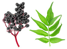 Sambucus - Fresh Black Berries Of Elder On Red Branch With Leaves Isolated On A White Background.