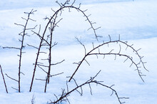 Rose Branches With Thorns In Snow