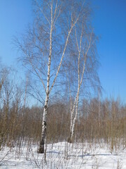 Wall Mural - Birch trees in late winter, early spring, tender birch trees against the background of a beautiful blue sky with a gradient, - abstract natural background, wallpaper. 