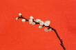 © fStop - Beautiful white cherry blossom stem on red background