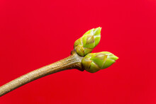 Close Up Buds On Branch Against Red Background

