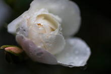 Extreme Close Up Raindrops On Beautiful White Rose
