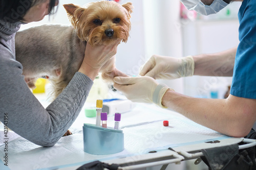 Obraz Dibond Veterinary Blood test. Animal clinic. Pet check up and vaccination. Health care.
