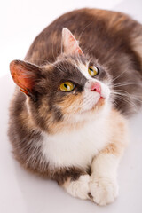 Wall Mural - Three-colored cat with yellow eyes looks up on a white background.