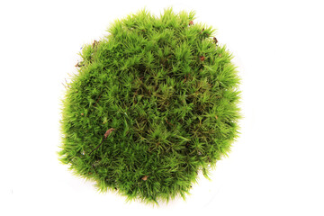 Sticker - green moss texture isolated