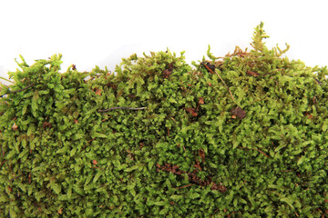 Sticker - green moss texture isolated