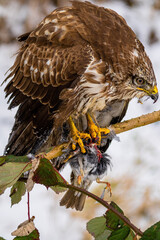 Wall Mural - red tailed hawk