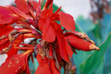 Red Canna Lily Flower