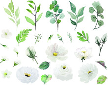 Vector Watercolor White Flowers And Green Leaves Separated Set For Beautiful Nature Decoration Design