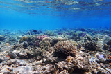 Fototapeta Do akwarium - coral sea in the egypt