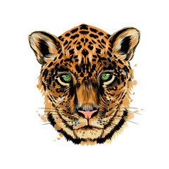 Fototapete - Jaguar, leopard head portrait from a splash of watercolor, colored drawing, realistic. Vector illustration of paints
