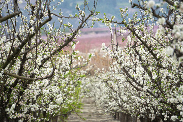 Cherry blossom in spring