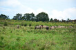 Wild Pferde im Geltinger Birk Naturschutzgebiet bei Flensburg, Schleswig-Holstein, Deutschland