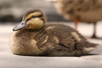 Wall Mural - Close up of a baby duck