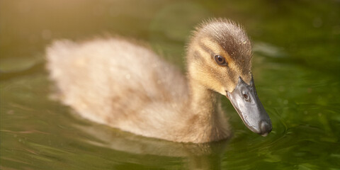 Wall Mural - Close up of a young duck in the water