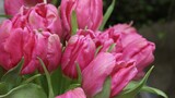 Fototapeta Tulipany - Close-up of pink tulips (the variety of tulips - Marvel Parrot) at the flower show 
