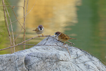 Two sparrows