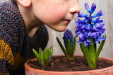 Young boy, child, smelling blue blossoming hyacinth flower in a pot, part of face visible, isolated on neutral background, spring sunny day