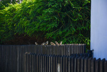 Many Sparrows Sitting On A Wooden Fence With A Green Hedge In The Background, Summer