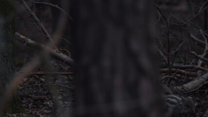 Wall Mural - closeup young wild boars sus scrofa, piggy running in dark woods. wildlife scene of furry animals in