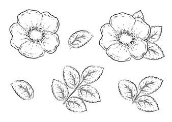 Wall Mural - hand drawn roses hip flowers set with leaves