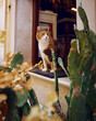 Rudy kot siedzący w drzwiach