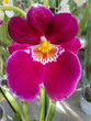 Beautiful phalaenopsis orchids in the greenhouse