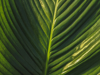 Green leaf texture Nature background