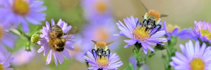 Wall Mural - honeybee gathering  pink  flowers in a garden in panoramic view