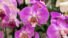 Beautiful Phalaenopsis Orchids In The Greenhouse