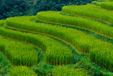 Lush, Terraced Rice Paddies Create Textured Landscapes In Hmong Hill Tribe Country, Sapa, Vietnam   