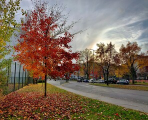 autumn trees in the park