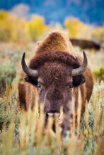 A Bison Looks Through Sagebrush In Antelope Flats Of Grand Teton National Park, Wyoming.    